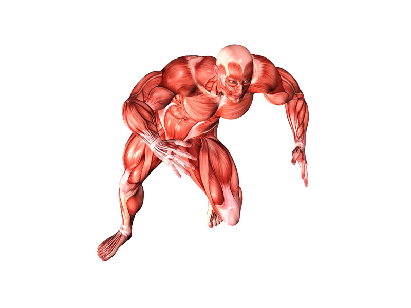 Muscoli